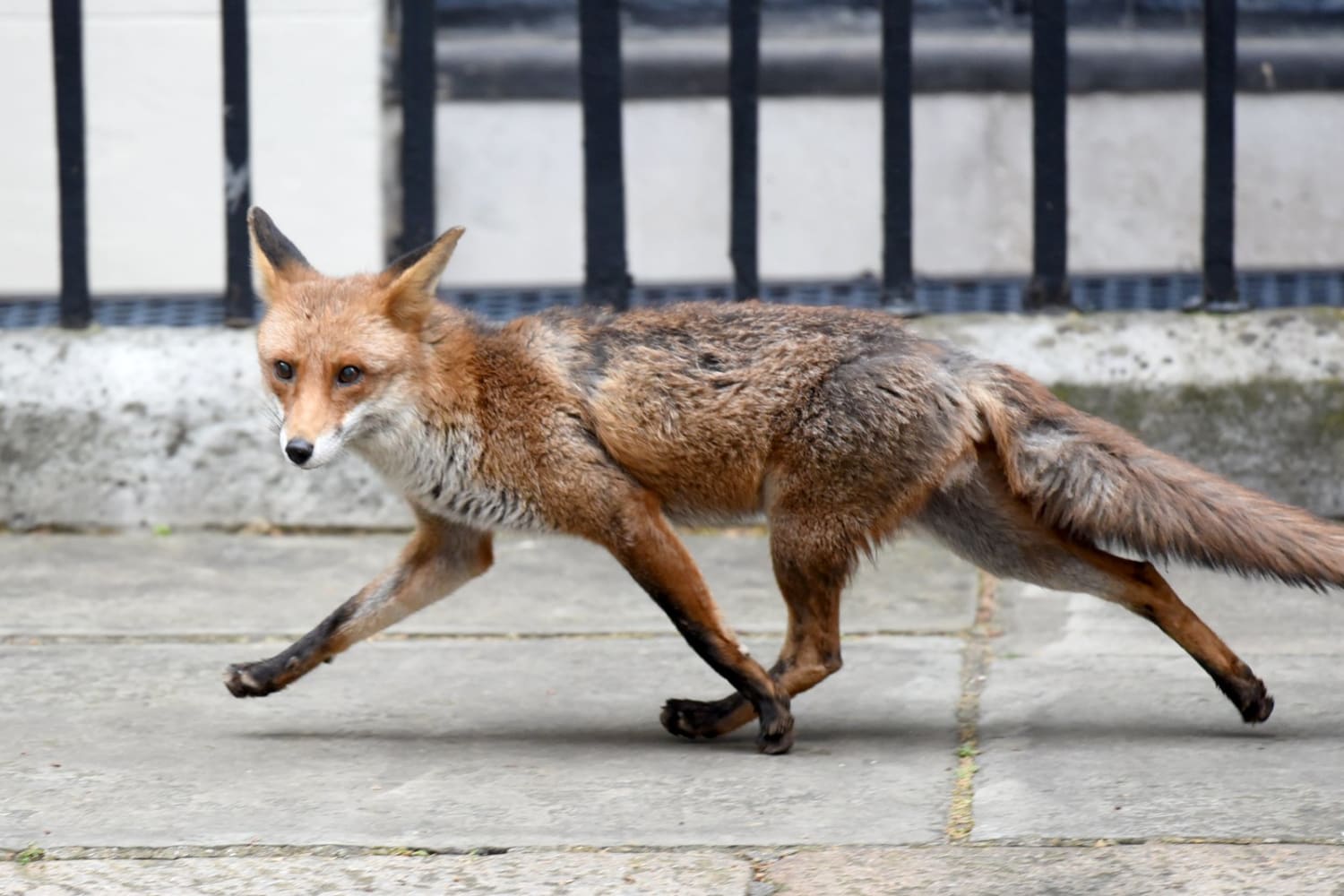London Foxes Show Early Signs of Self-Domestication