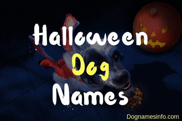 Unique Halloween Dog Names: 111+ Best Inspired Spooky Sweet Names