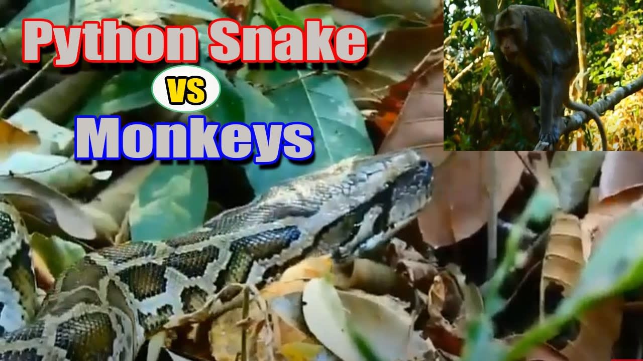 Python Snake VS Monkeys In Forest Near Temple
