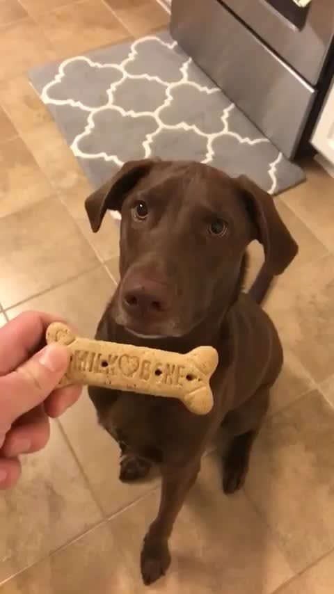 This dog gently taking the treat then zooming away