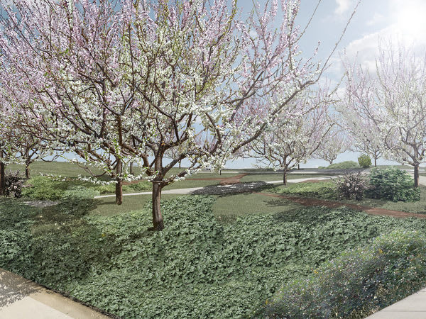 A Franken-Forest of Fruit Trees Is Growing on Governors Island