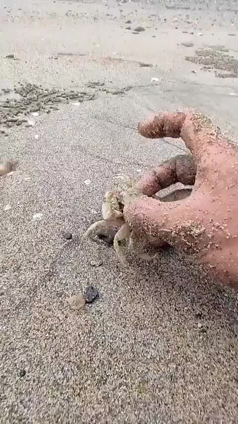 The speed of this Crab