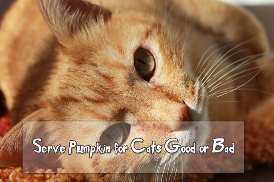 Serve Pumpkin for Cats Good or Bad