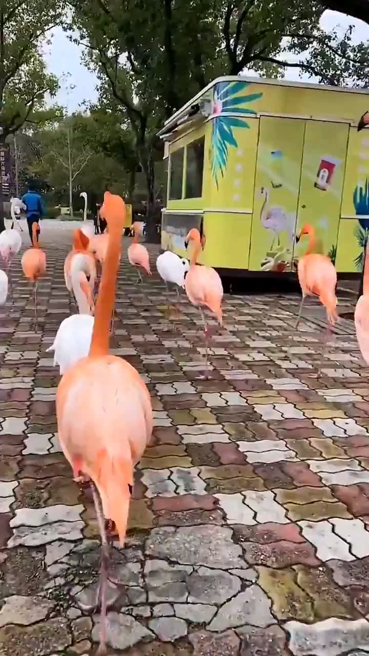 Flamingo Gang .