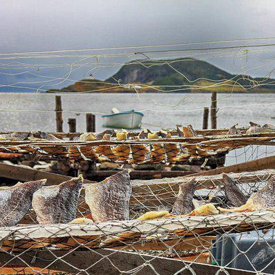 Fish drying in Salvage Newfoundland