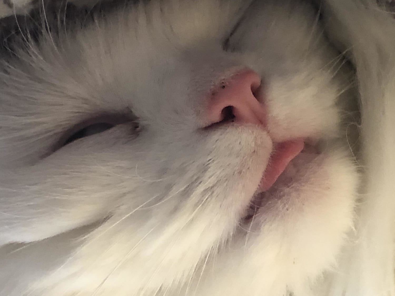 My favorite hobby is taking unflattering pics of my cat while she naps
