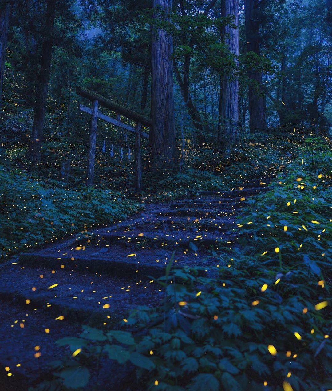 Fireflies at night, Japan