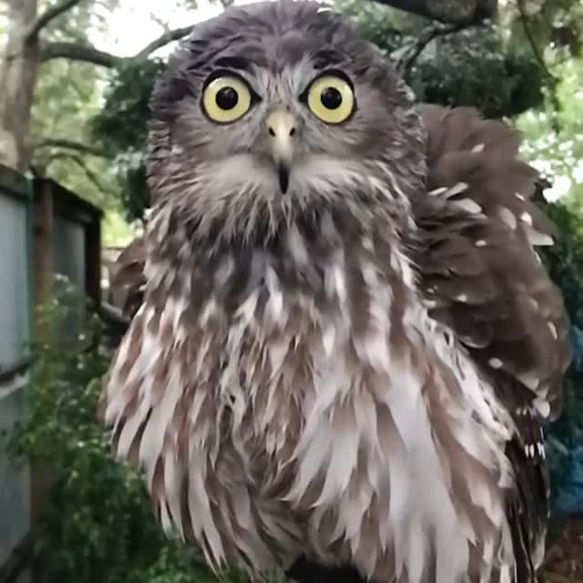 This owl is really shaking off