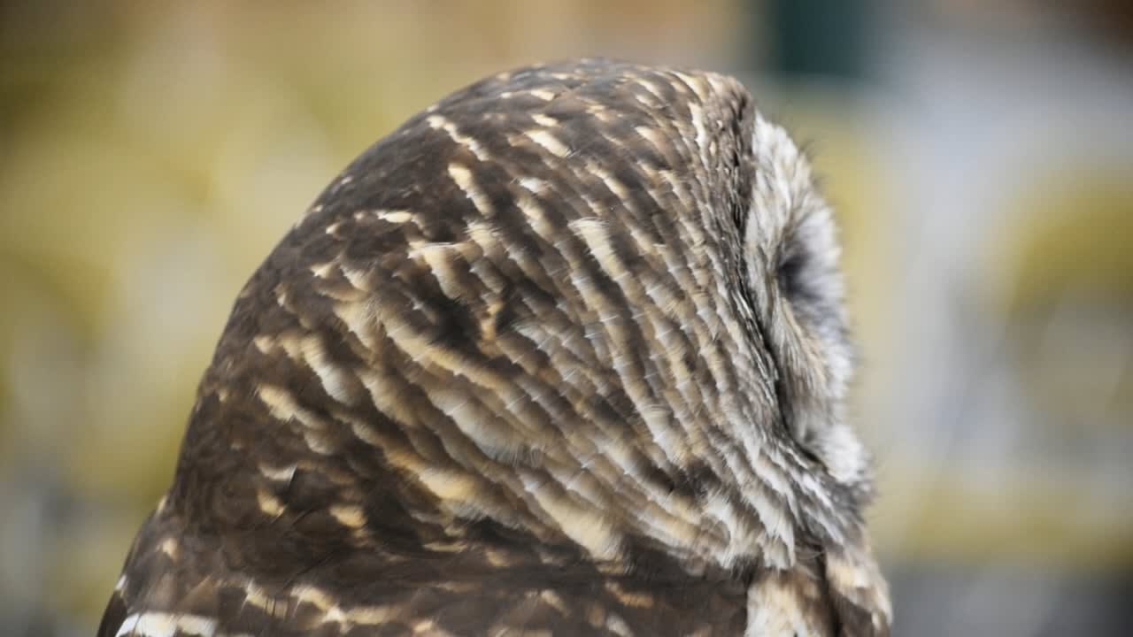 Owls Can Rotate Their Heads 270°