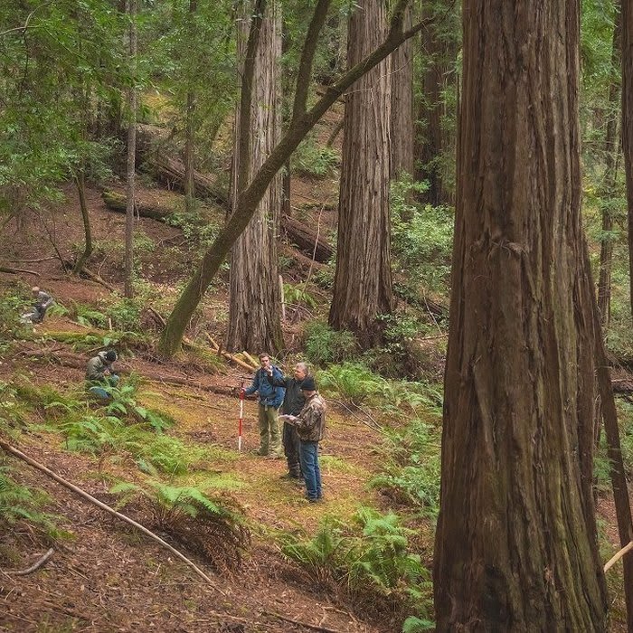A Once-Secret Redwoods Reserve Will Soon Be Open to the Public