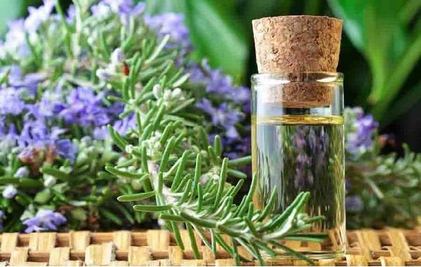 THE AMAZING BENEFITS OF PURE & NATURAL ROSEMARY ESSENTIAL OIL FOR SKIN & HAIR