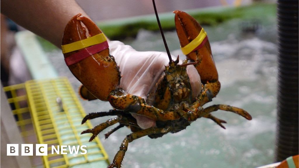 Maine restaurant sedates lobsters with marijuana