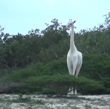 Rare white giraffes caught on camera for the first time.