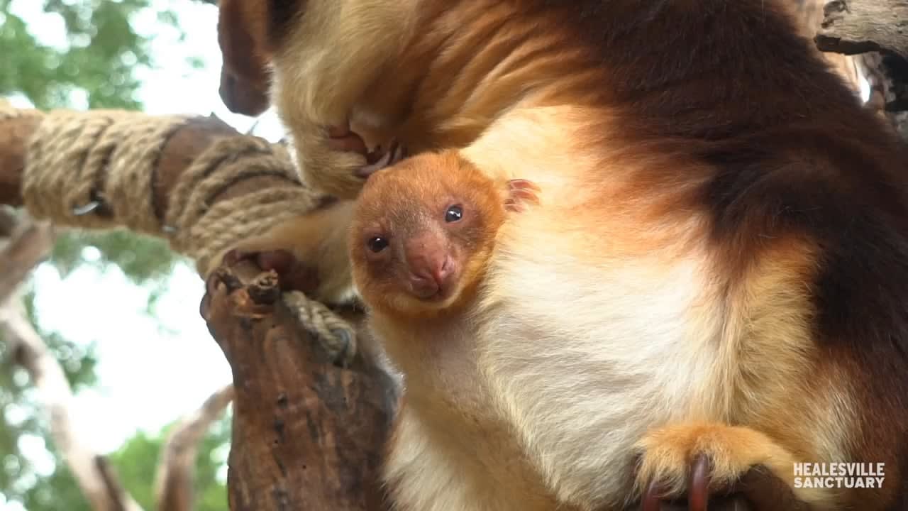 Goodfellow's tree-kangaroo or ornate tree-kangaroo is native to the rainforests of New Guinea and is listed as endangered. They lead a mostly arboreal existence and feed mainly on the leaves of the silkwood tree. Here is a video of a young tree-kangaroo and his family at a sanctuary in Australia.