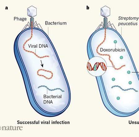Bacterial defence molecules target viral DNA