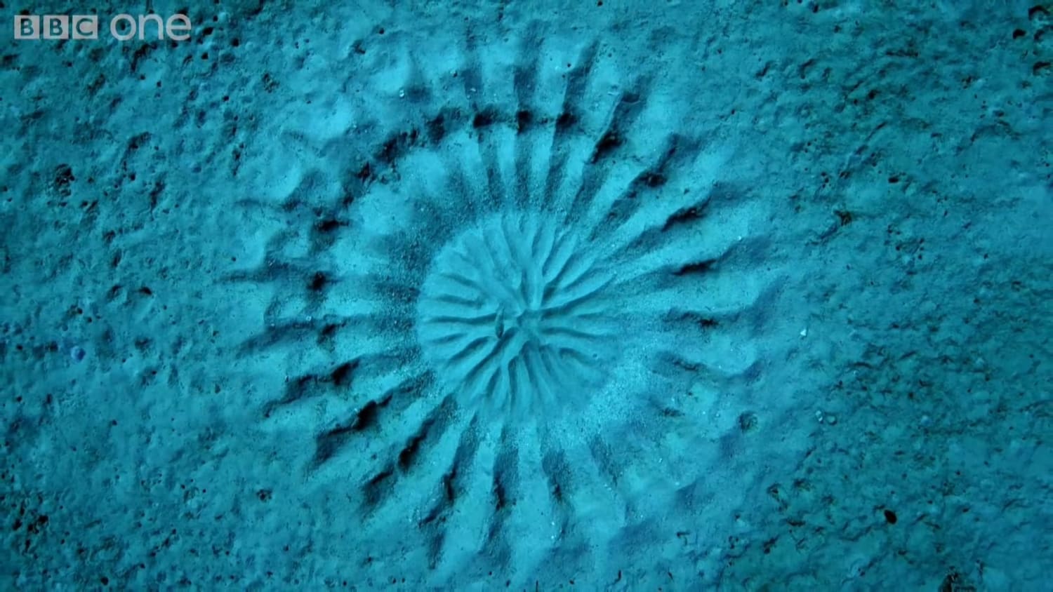 The work of a single Japanese Pufferfish