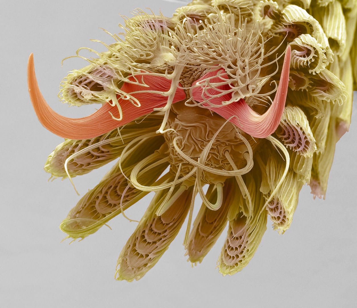 A mosquito's foot at 800X magnification | Electron microscope, Things under a microscope, Mosquito