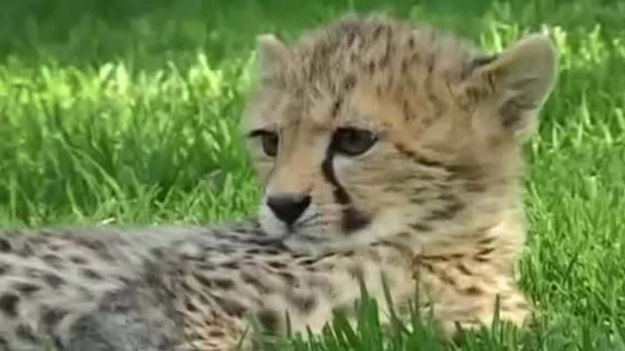 Teaching Cheetah Cubs to Play and Hunt | Fast Track to Freedom | BBC Studios