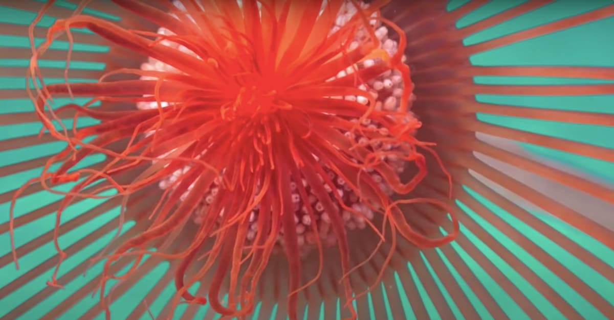 Hypnotic 4K Video of Life 14,750-Feet Underwater Will Leave You Breathless