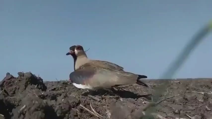 Mama Bird Protecting Her Eggs