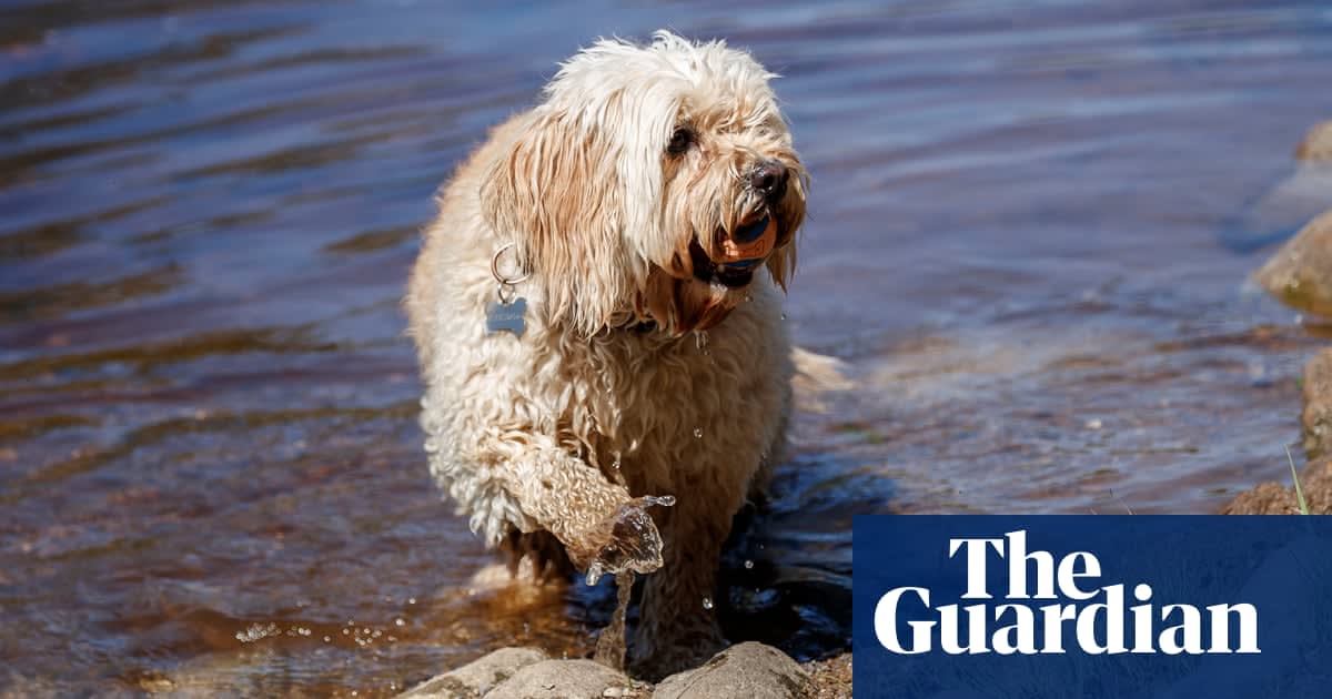Pet flea treatments poisoning rivers across England, scientists find