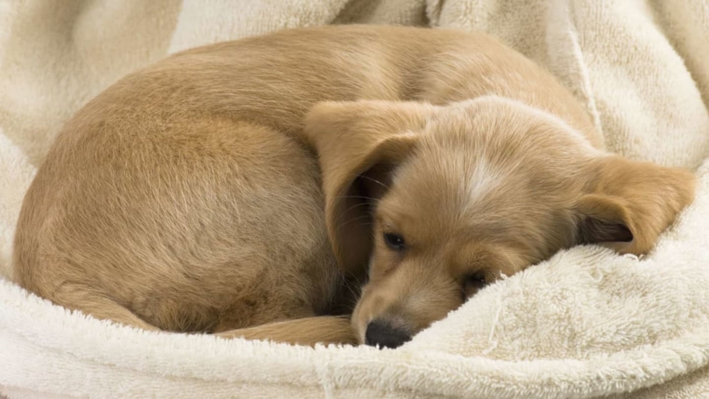 The Surprising Reasons Your Dog Curls Up in a Ball Before Going to Sleep