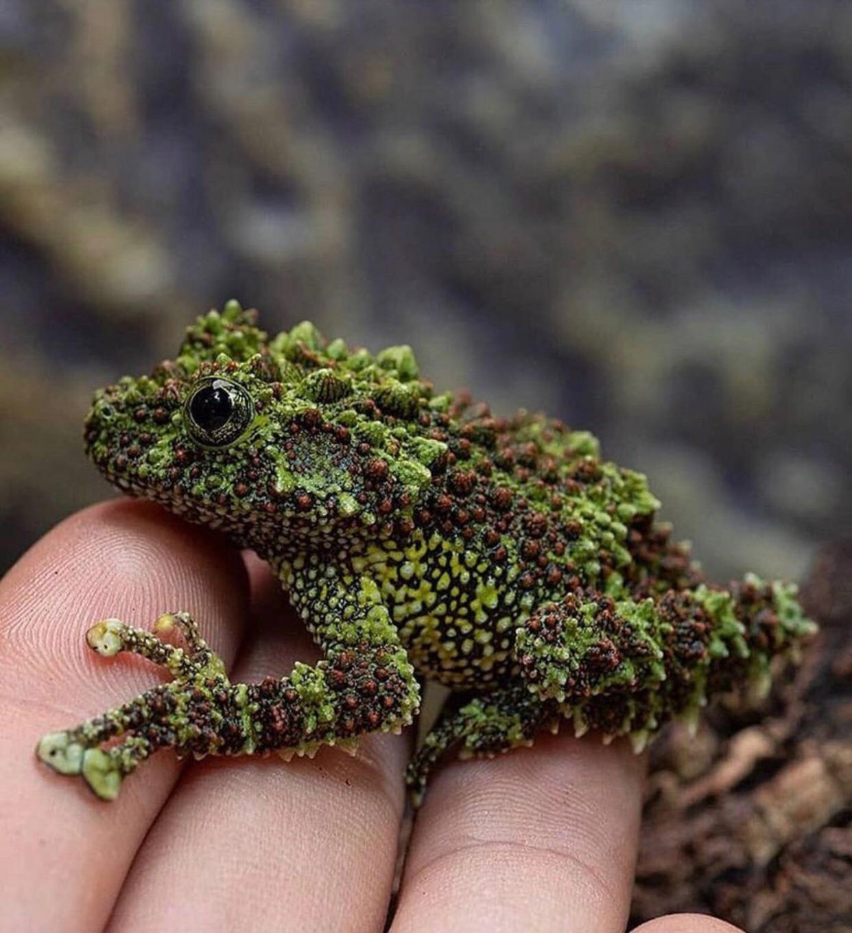 A Vietnamese Mossy frog