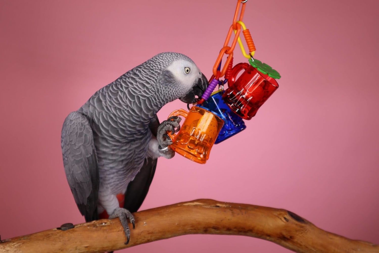 6 Ideas for homemade parrot toys - Toys for Parrot