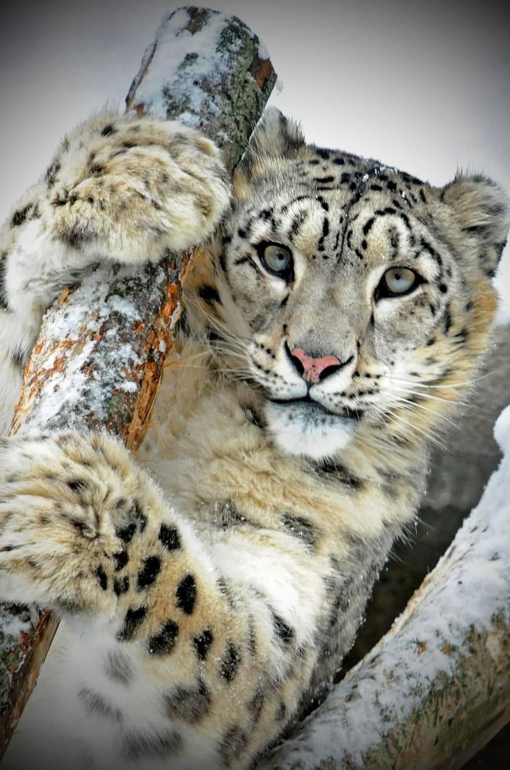 The snow leopard.