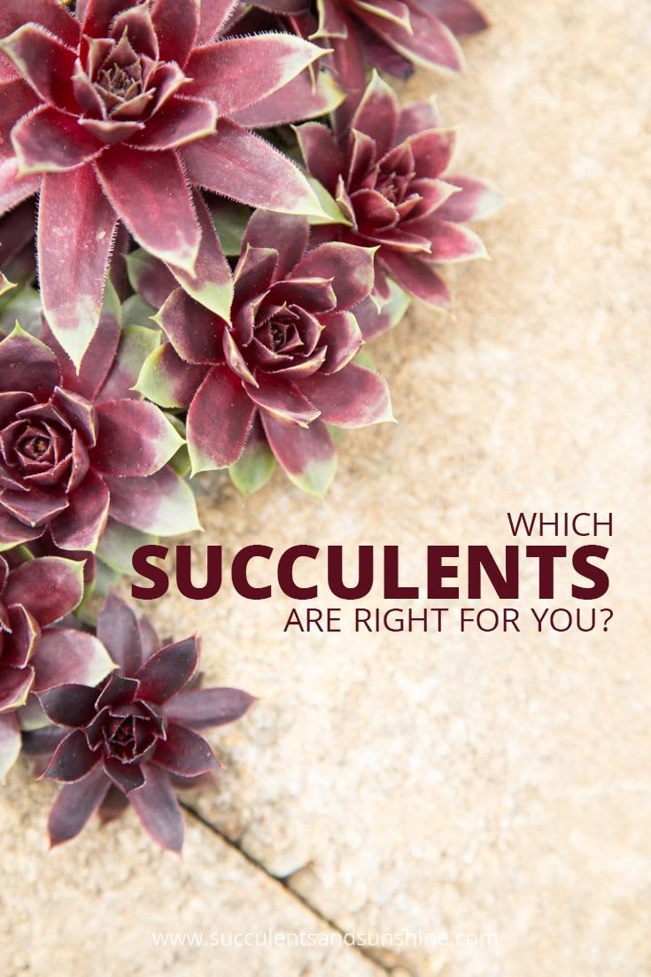 What to Look for When Buying Succulents - A Guide with Photos