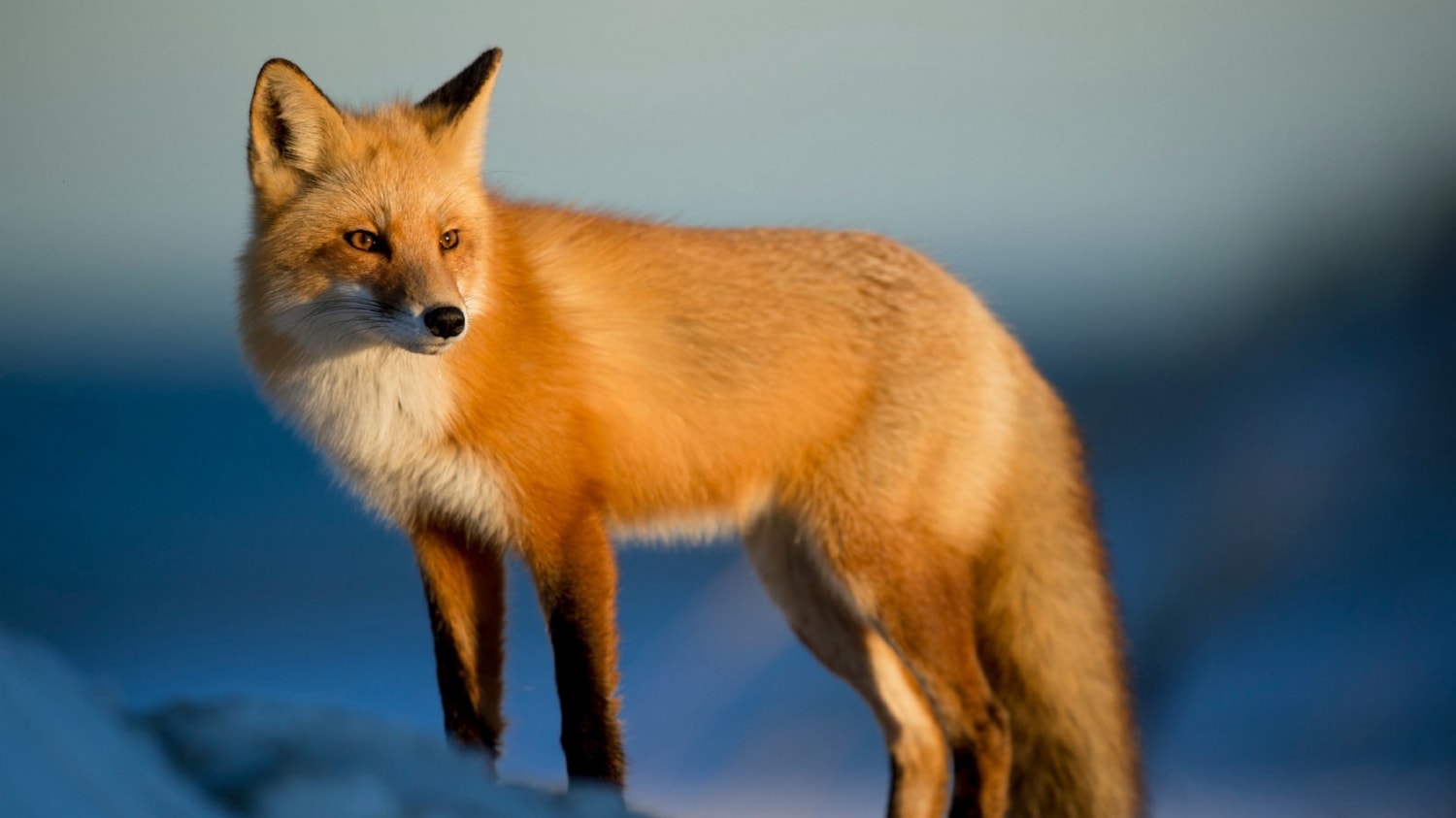 The red fox (Vulpes vulpes) is the largest of the true foxes and is easily one of the most well-known members of the canid family. Its sheer adaptability in a wide variety of habitats including suburban and urban areas has made it the most widely distributed wild land mammal.