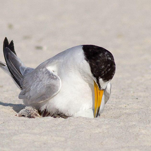 Birmingham Audubon Saves Terns After Beachgoers Destroy Hundreds of Eggs