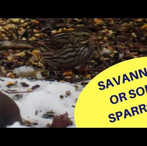 Savannah or Song Sparrow Feeding 2019