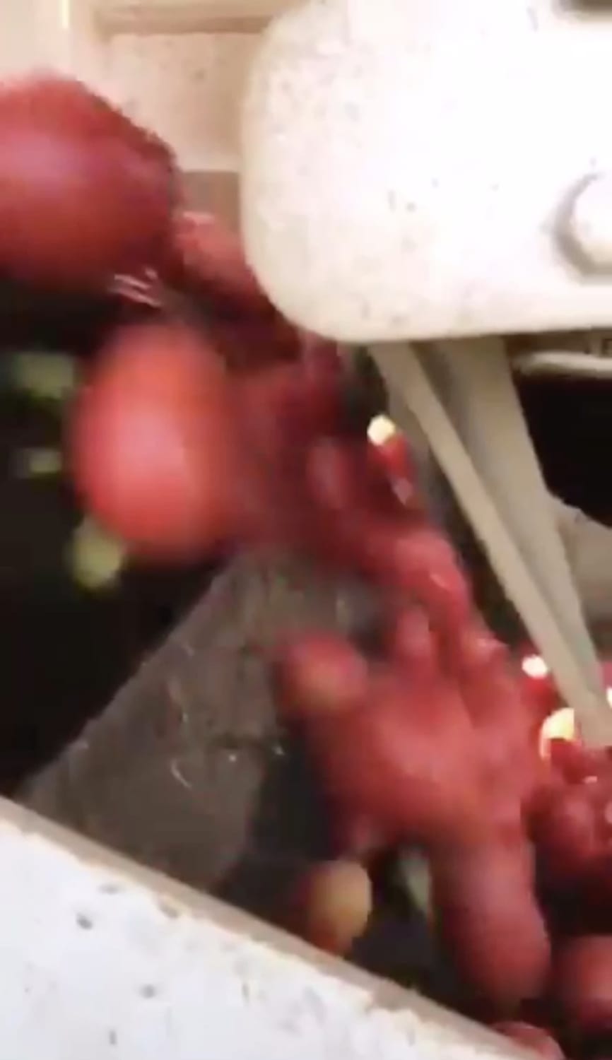 Machine that sorts unripe tomatoes from ripe ones