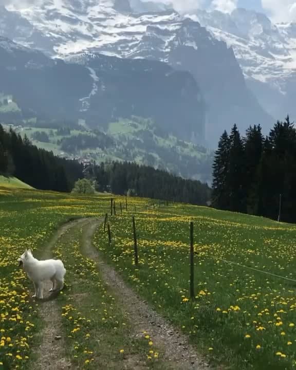 Walking The Dog in Switzerland