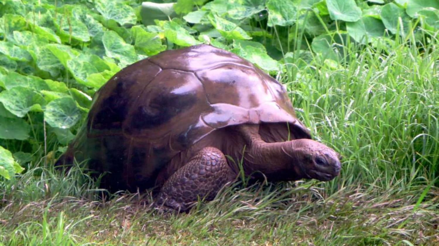Meet Jonathan, the 187-Year-Old Tortoise and the World's Oldest Land Animal