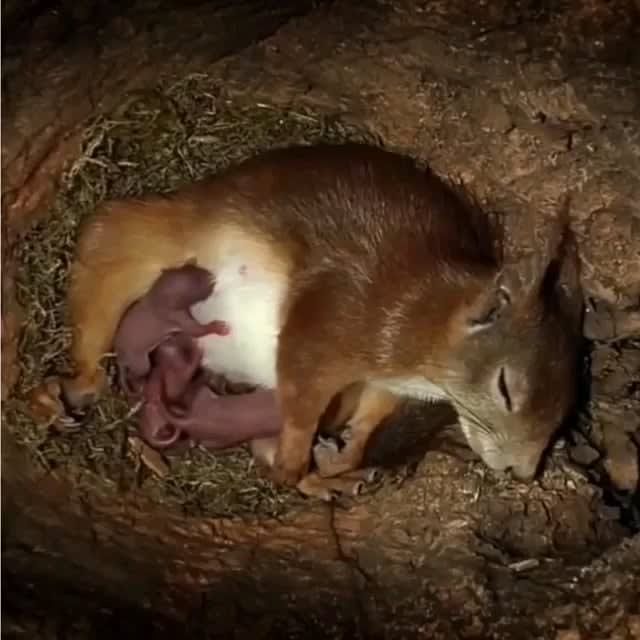 Fantastic photography done inside a squirrel’s nest.
