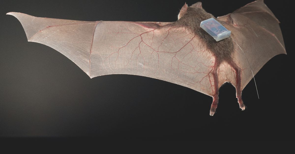 Female vampire bats regurgitate bloody dinners for their starving girlfriends