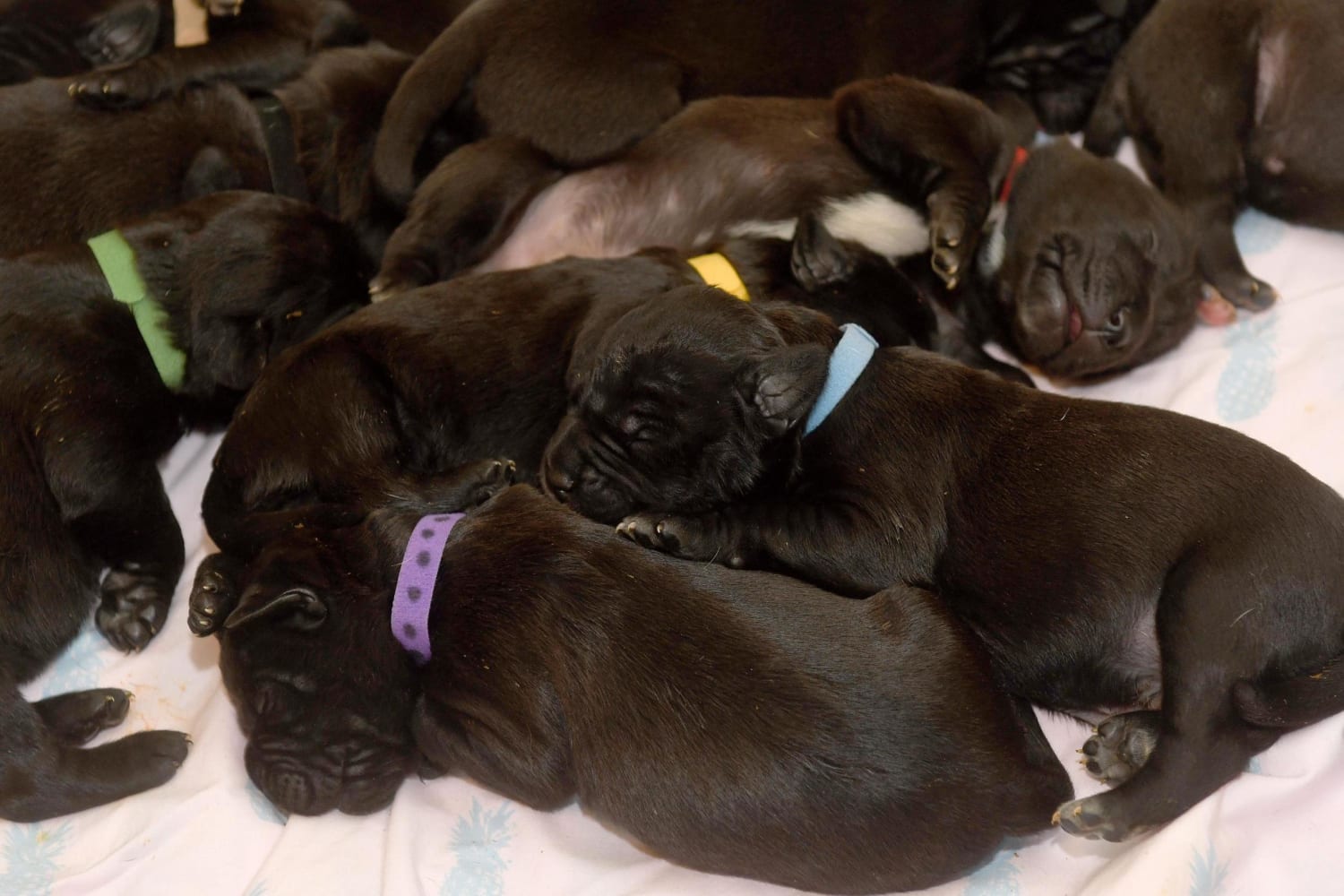 Dog may have set 'new world record' with huge puppy litter