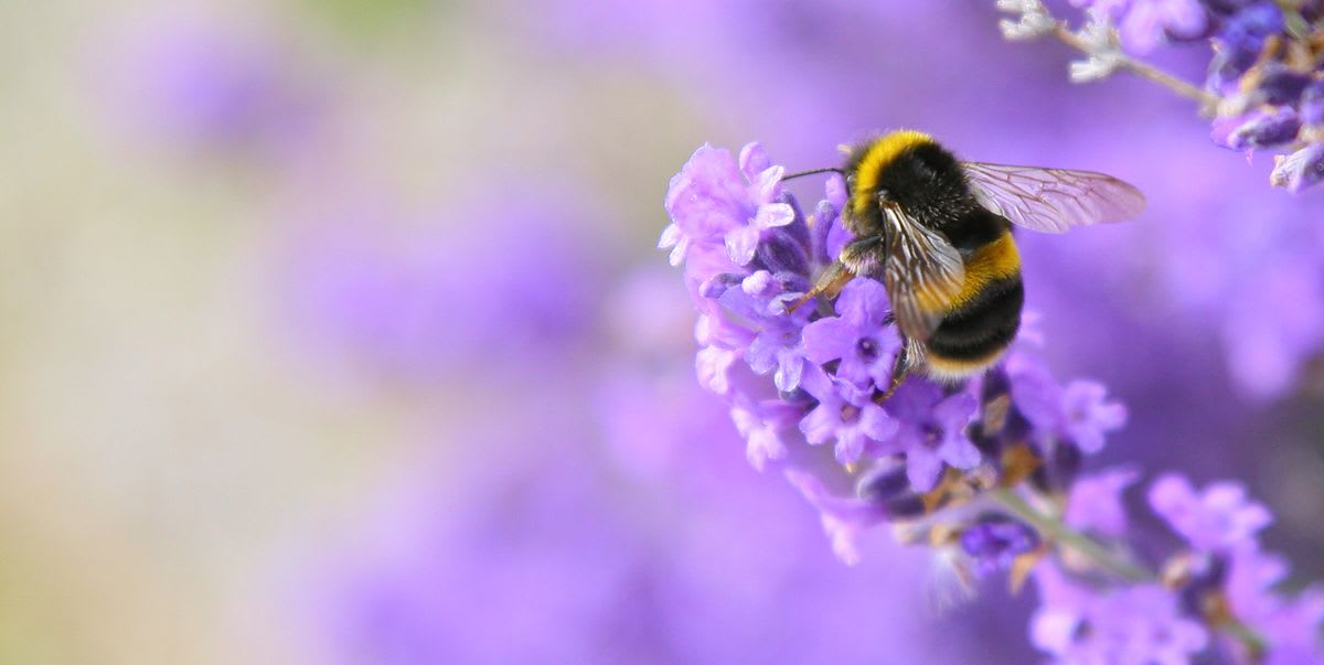 Bees have been thriving during lockdown, the UK's biggest bee farm has found