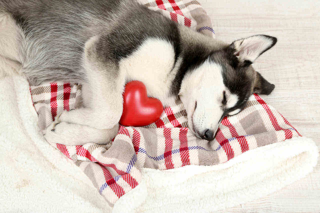 11 Valentine's Day Gifts for Dog Lovers on Amazon!
