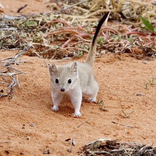 The crest-tailed mulgara is a small to medium-sized carnivorous marsupial native to arid areas of Australia. It was presumed extinct for more than a century, but was re-discovered in 2017 in a national park and is currently listed as vulnerable. Mulgaras are related to Tasmanian devils and quolls.