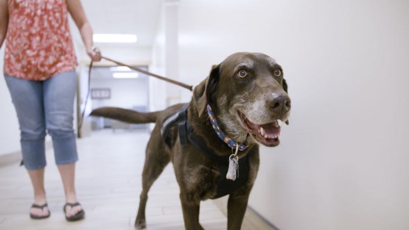These dogs are getting a cancer vaccine. If it works, humans could be next
