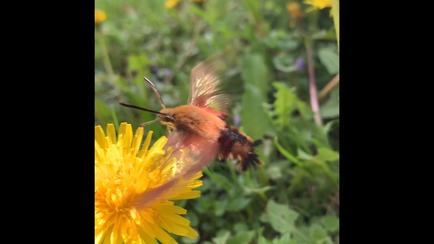 Thought I saw a baby hummingbird. Turns out it's a rare moth called a hummingbird clear wing!
