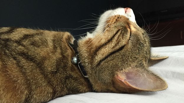 The complicated truth about a cat’s purr