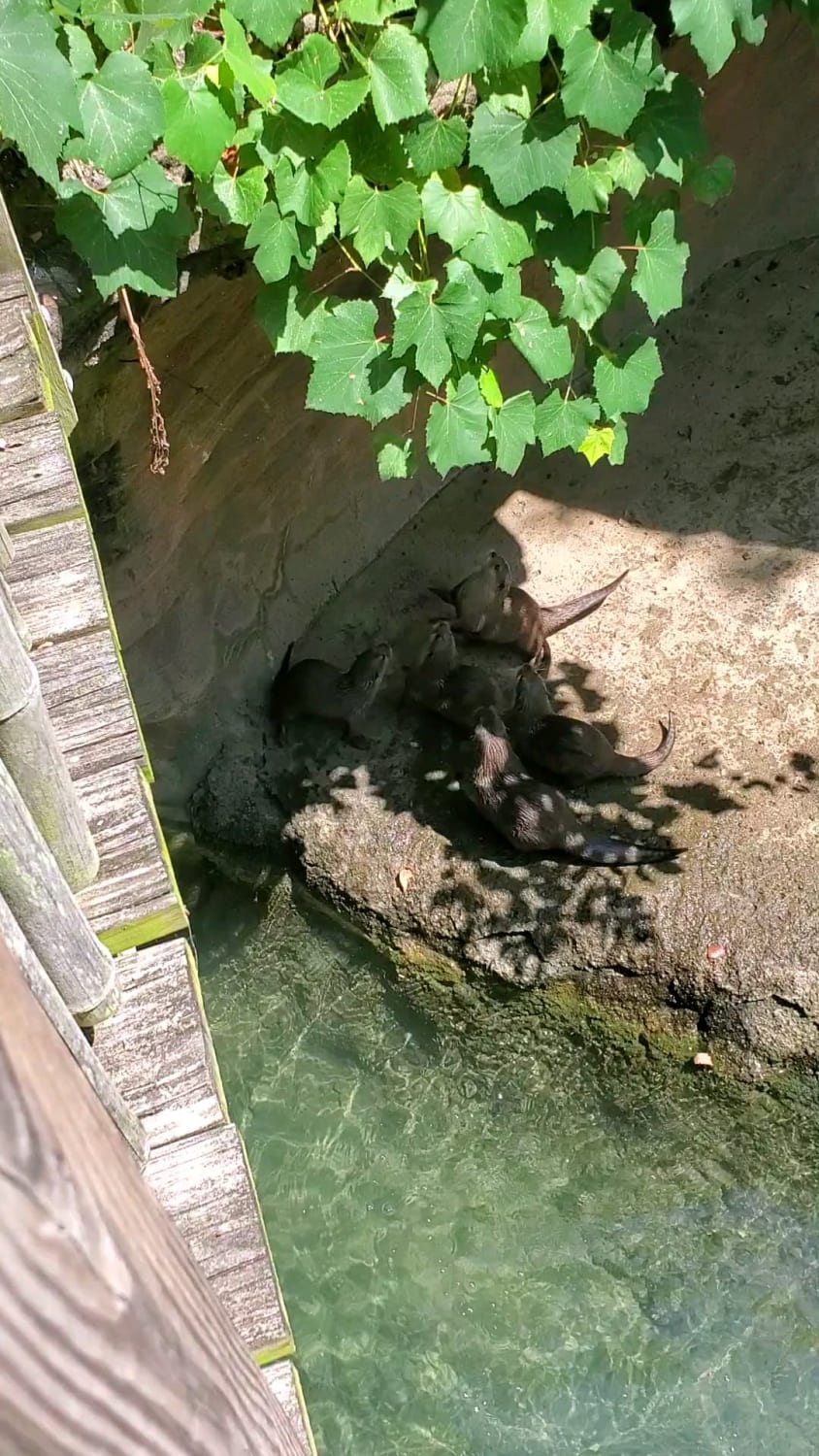 Otters and a butterfly at the Columbus zoo 😍