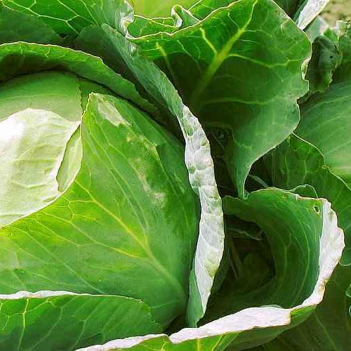 Headed Cabbage - Propagation of Headed Cabbage