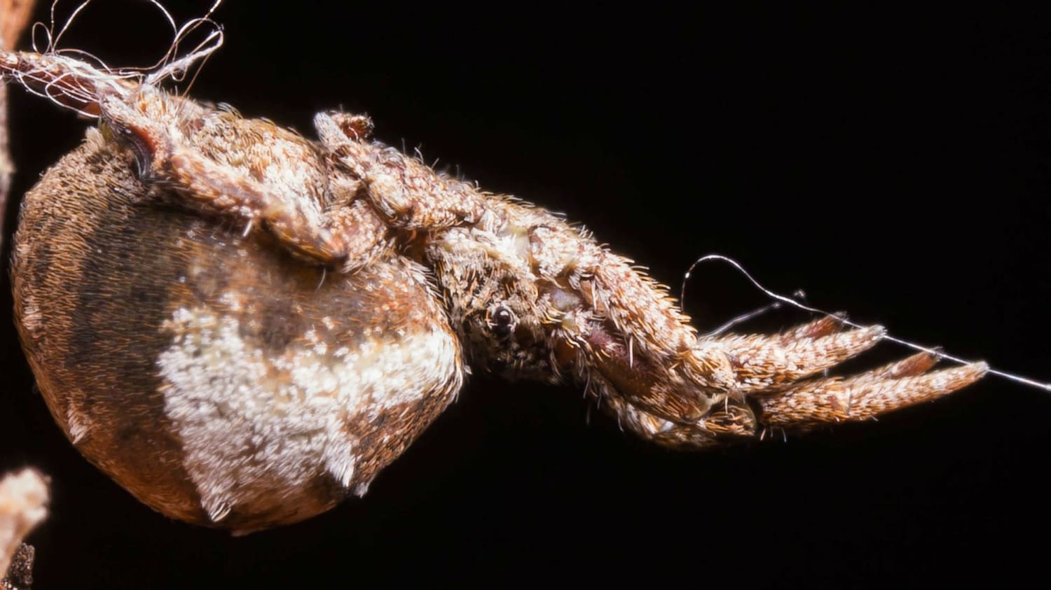 No Venom, No Problem: This Spider Uses a Slingshot to Catch Prey