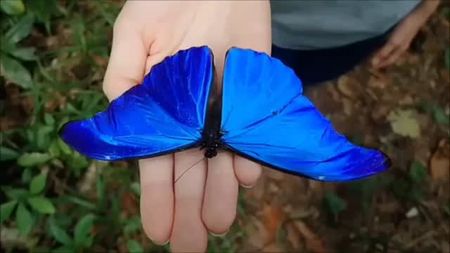 The bluest blue in the forest Amazon . A look at the incredible Morpho rhetenor. (Credit: IG musingsofjoe)
