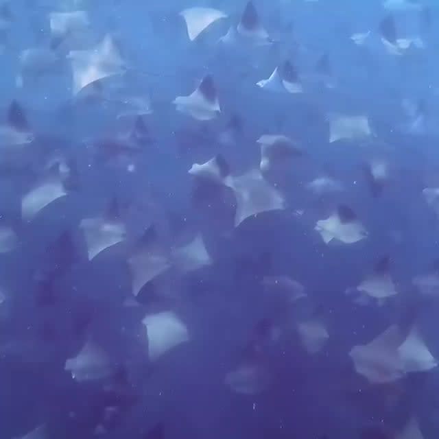 Video of cow nose rays right in our back yard here in Baja. Love diving here